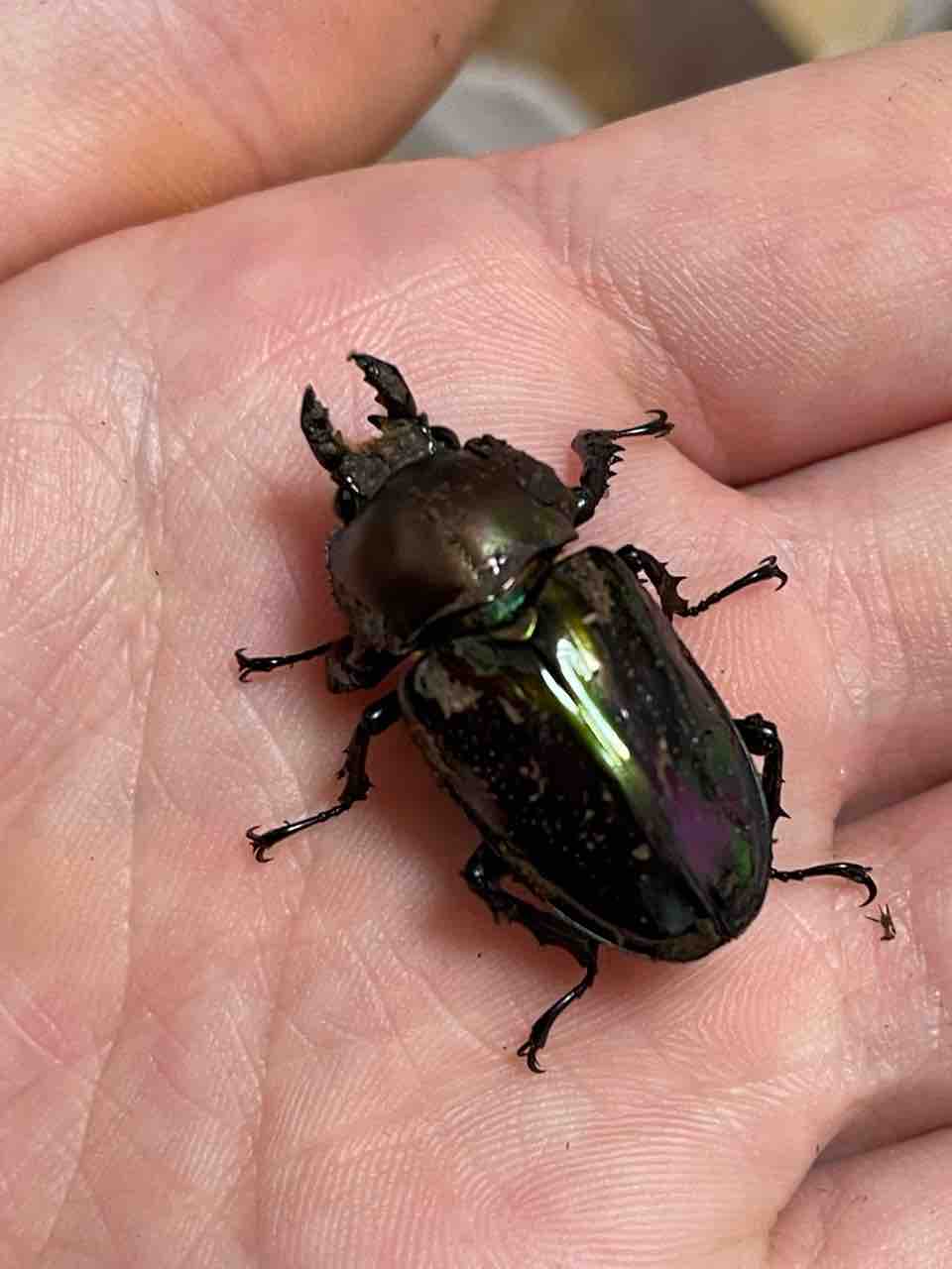 ニジイロクワガタ飼育記2024-25 : ハノンのアトリエ