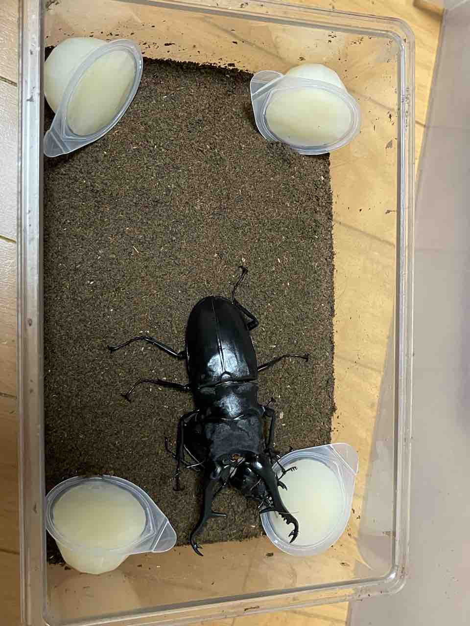 ギラファノコギリクワガタ(亜種ケイスケイ.フローレス島産)飼育記2023