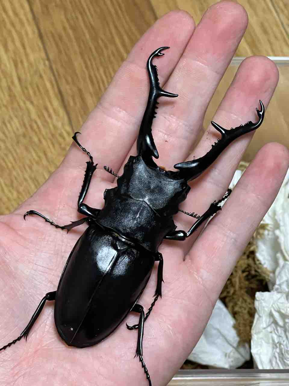 ギラファノコギリクワガタ(亜種ケイスケイ.フローレス島産)飼育記2023