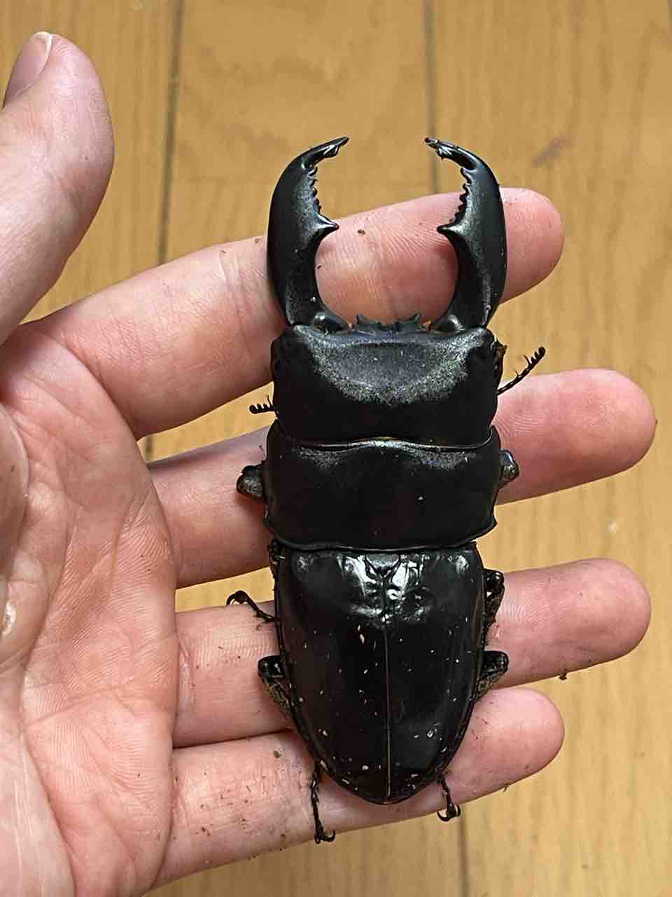 レッドアイ爆誕！！ベンクール産 スマトラオオヒラタ飼育記2024-2025