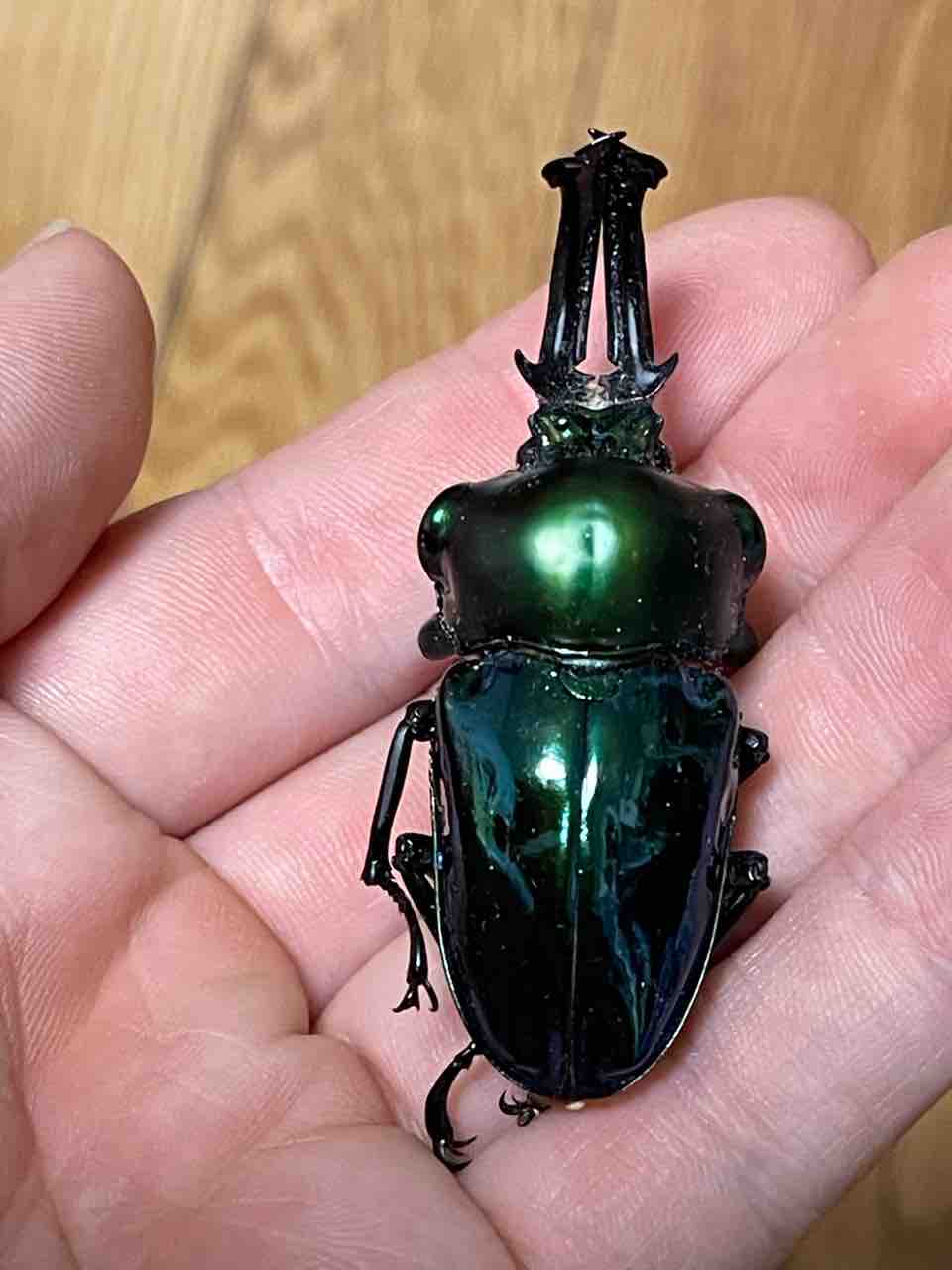 値下げ‼️色変わりニジイロクワガタ飼育品。♂黒緑♀黒化 ニジイロクワガタ飼育記2024-25 : ハノンのアトリエ