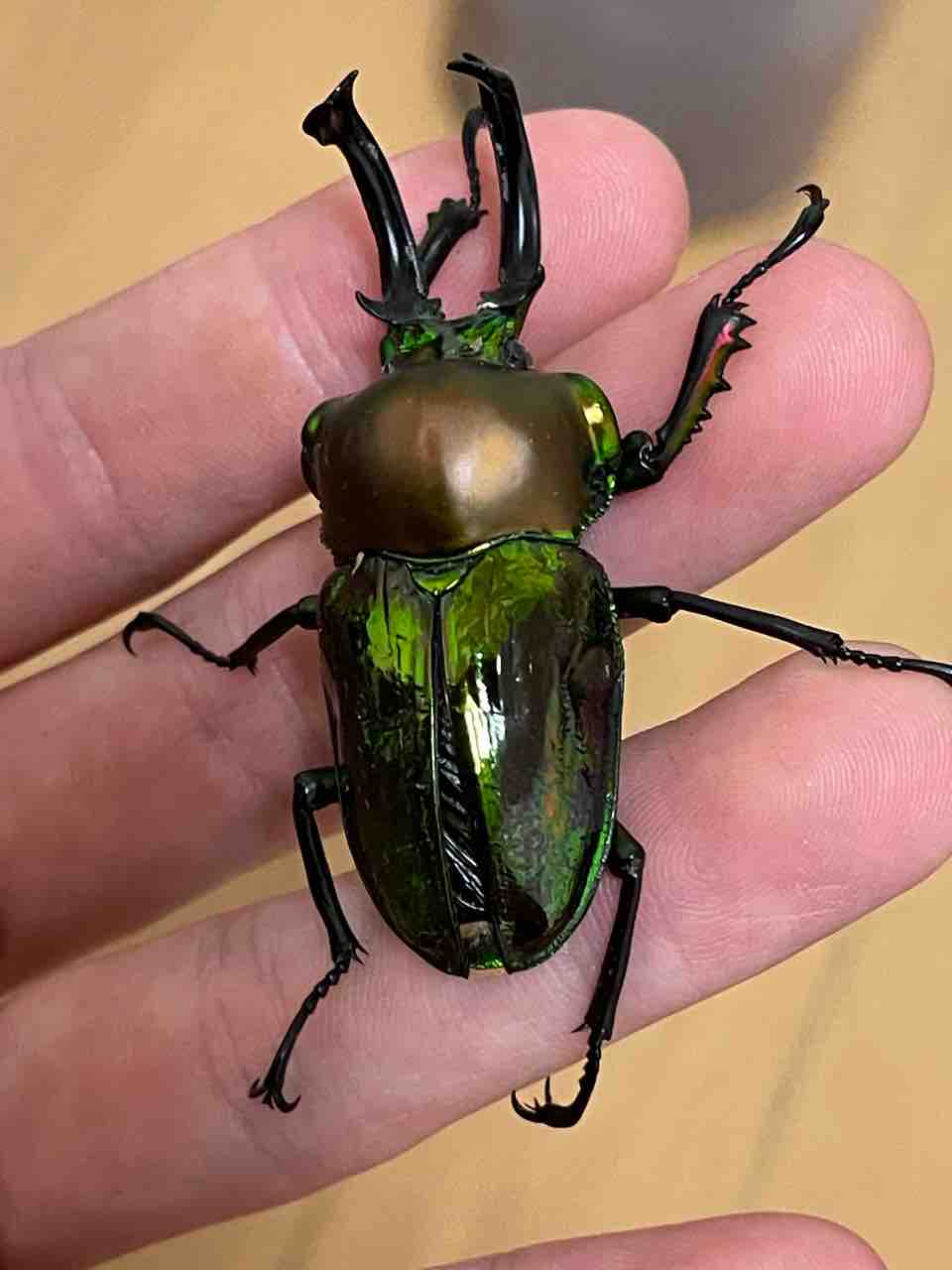 ニジイロクワガタ(青紋)飼育記2024-2025 サイクロンジョーカー爆誕