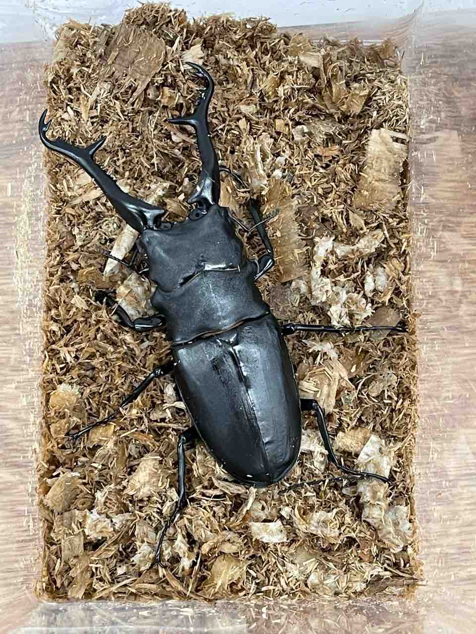 ギラファノコギリクワガタ(亜種ケイスケイ.フローレス島産)飼育記2023