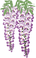 藤の花 菖蒲 イラスト素材 自称webデザイナーの日記 藤の花 菖蒲 イラスト素材 自称webデザイナーの日記