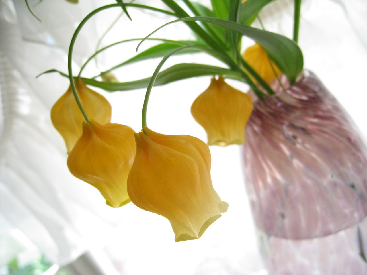 サンダーソニア あとりえkeikoの花メモリー サンダーソニア あとりえkeikoの花メモリー