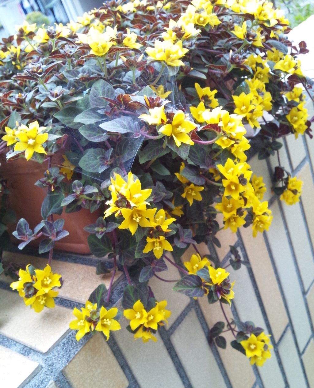 リシマキア ミッドナイトサン あとりえkeikoの花メモリー リシマキア ミッドナイトサン あとりえkeikoの花メモリー