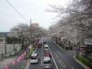 中野通り桜まつり2013(3.20)新井小前歩道橋