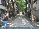 155_5536.JPG-keyaki1