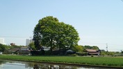 市貝(20140504)欅