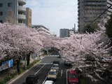 桜2011(中野通り:薬師公園歩道橋)4.10