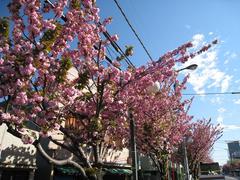 �����ڡ������̤ꡧȬ�ź�2009.04.15-2��