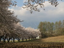 桜(20150417)蕪並木
