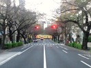 中野通り桜2012(南)11.1