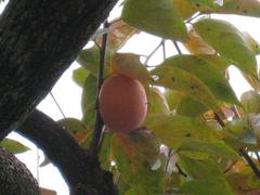 �����ڡ�2009.11��ͣ��