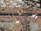 2013中野通り桜まつり(開花3.18)松が丘