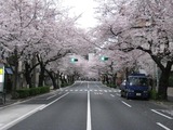 桜2011(中野通り:南)4.9