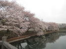 桜(20150410)牛池北