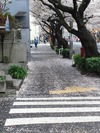中野通り桜2012(散る花びら)4.11
