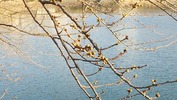 牛池(20140401)桜「つぼみ」