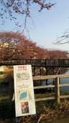 牛池桜(20140410)開花夜桜まつり予告
