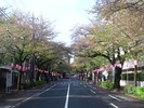 中野通り桜まつり2013(4.7)南
