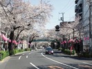 中野通り桜2012(片山橋)4.8