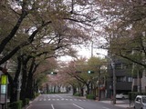 桜2011(中野通り:北)4.16