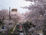 桜2011(中野通り:新井小前歩道橋)4.10