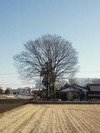 市貝「欅」(2013.1.2)