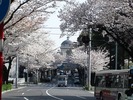 中野通り桜2012(水道塔)4.10