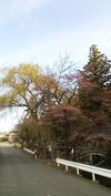 穂見諏訪十五所神社(20140411)