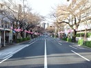 中野通り桜2012(南)4.1