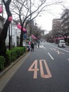 2013中野通り桜まつり(ライトアップ提灯準備完了)3.18