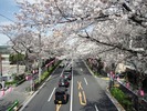 中野通り桜2012(新井小前歩道橋)4.6