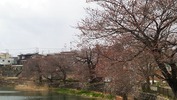 牛池(20140406)桜「開花前0分」