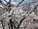 中野通り桜2012(自宅前)4.3