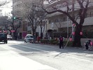 2013中野どおり桜まつり(ライトアップ準備3.17)
