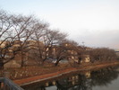 牛池(20150331)