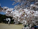 ÃæÌîÄ̤êºù2012¡Êů³ØÆ²¸ø±à¡Ë4.8