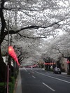 中野通り桜まつり2013(3.27)西武線踏み切り北