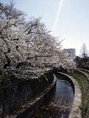 中野通り桜2012(哲学堂妙正寺川)4.8
