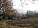 南アルプス(20150409)蕪桜並木