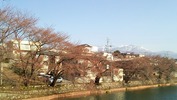 牛池「桜」(20140408)開花前