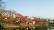 牛池桜(20140410)八ヶ岳