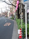 中野通り桜まつり2012(提灯設営3.20)