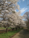 桜(20150417)蕪並木2