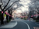 中野通り桜2012(北)4.7