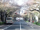 中野通り桜2012(南)4.15