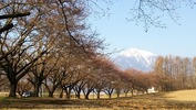 北の杜CC通り桜(20140410)南アルプス