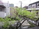 柿2012(新葉)4.22